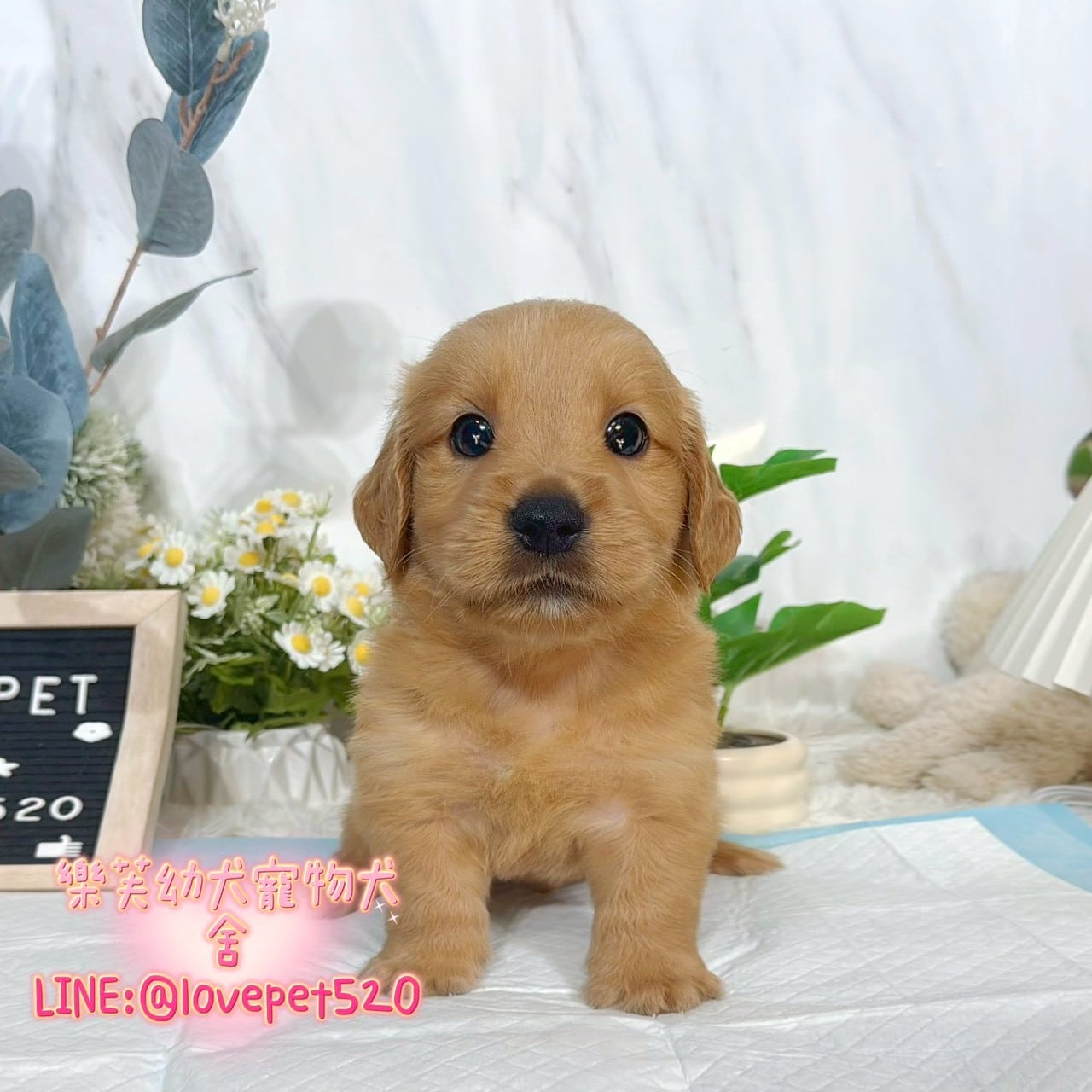 黃金獵犬-樂芙幼犬寵物犬舍