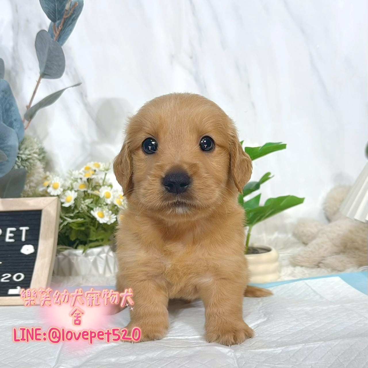 黃金獵犬-樂芙幼犬寵物犬舍