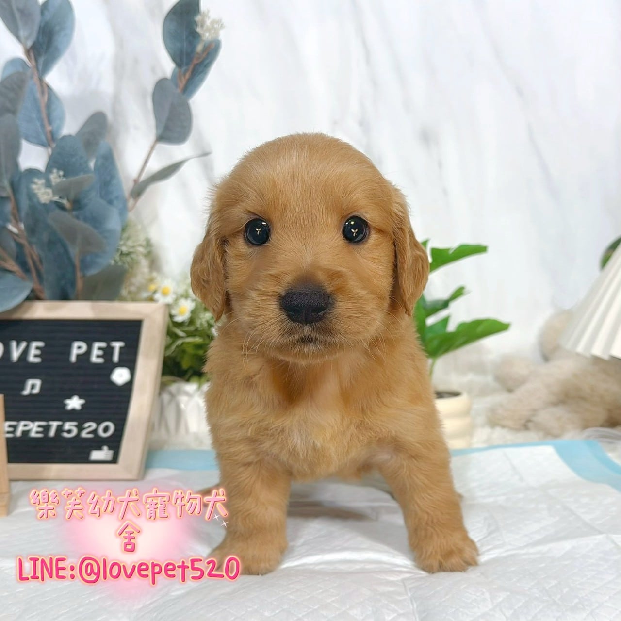 黃金獵犬-樂芙幼犬寵物犬舍