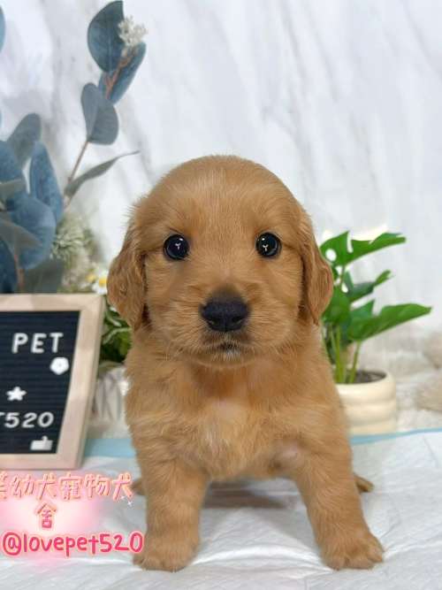 黃金獵犬-樂芙幼犬寵物犬舍
