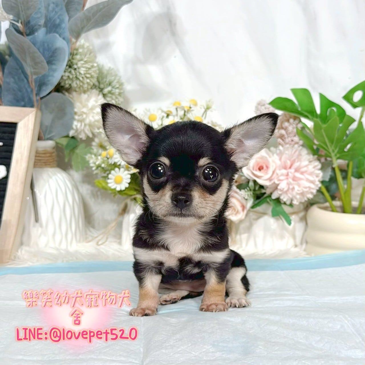 吉娃娃-樂芙幼犬寵物犬舍