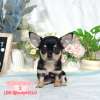 吉娃娃-樂芙幼犬寵物犬舍