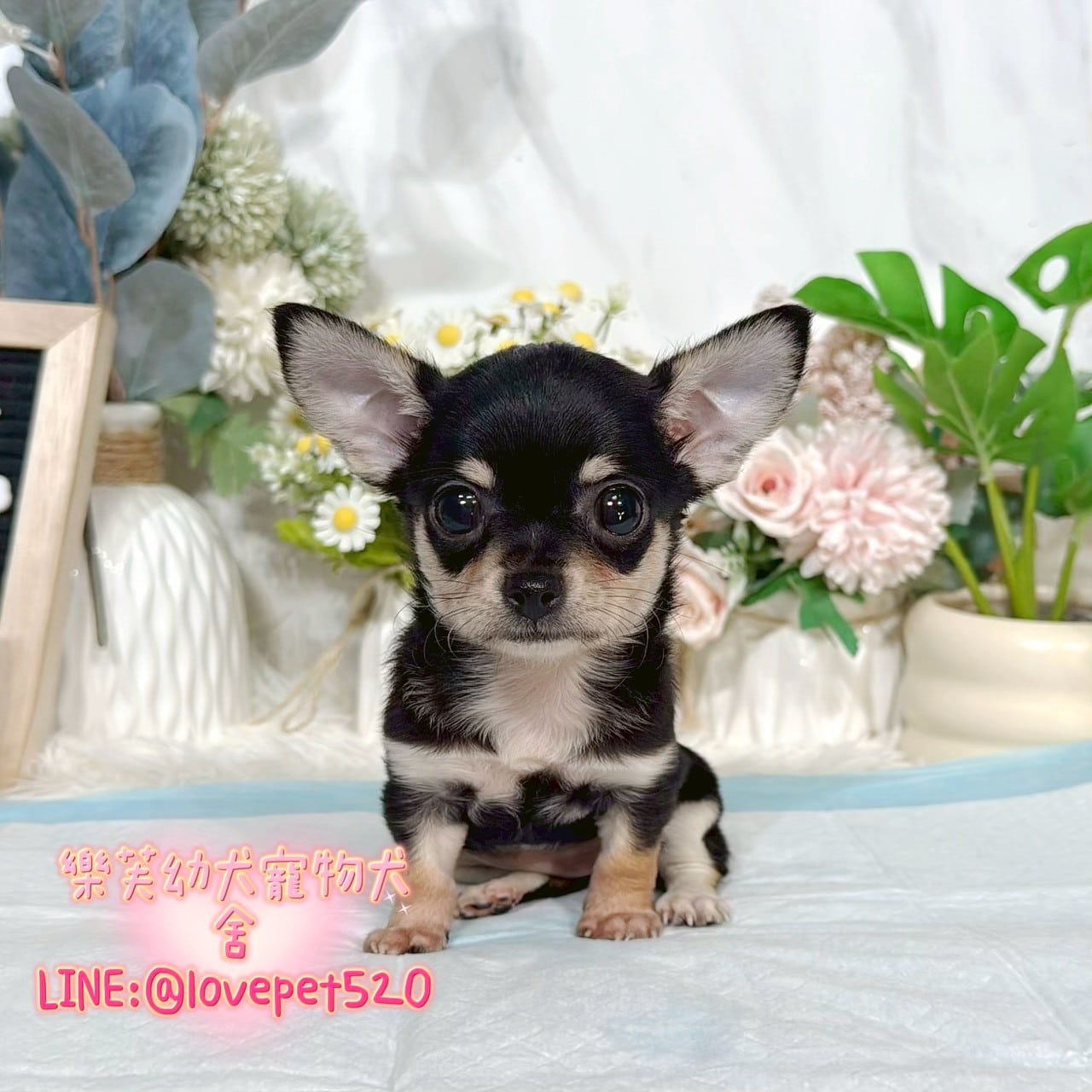 吉娃娃-樂芙幼犬寵物犬舍