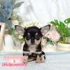 吉娃娃-樂芙幼犬寵物犬舍