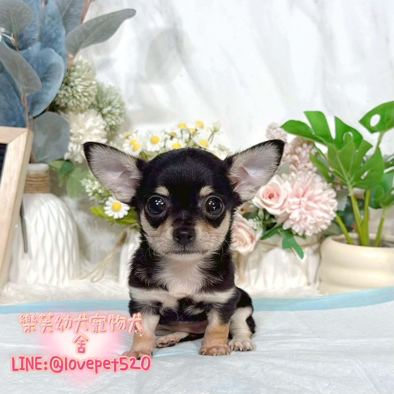 吉娃娃-樂芙幼犬寵物犬舍