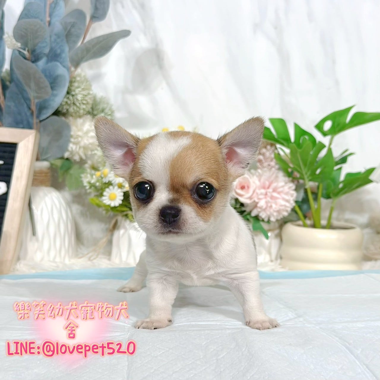 吉娃娃-樂芙幼犬寵物犬舍