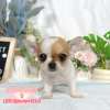 吉娃娃-樂芙幼犬寵物犬舍
