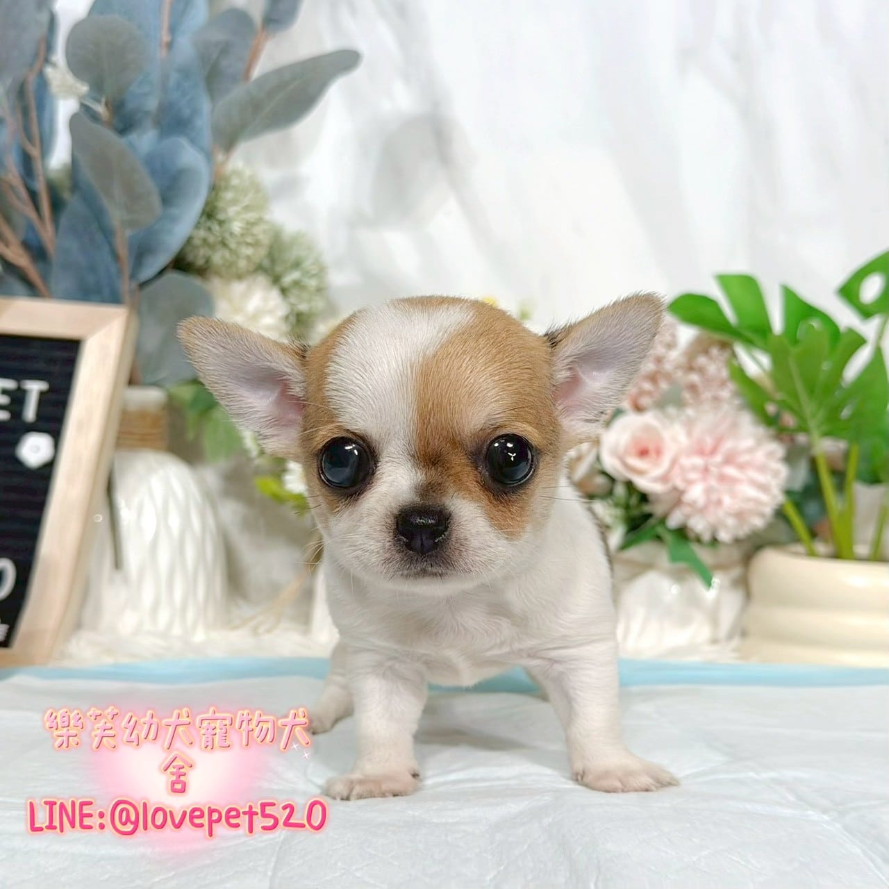 吉娃娃-樂芙幼犬寵物犬舍