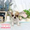 吉娃娃-樂芙幼犬寵物犬舍