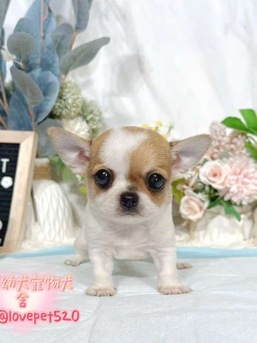 吉娃娃-樂芙幼犬寵物犬舍