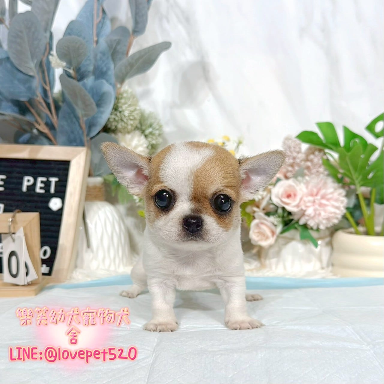 吉娃娃-樂芙幼犬寵物犬舍