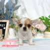 吉娃娃-樂芙幼犬寵物犬舍
