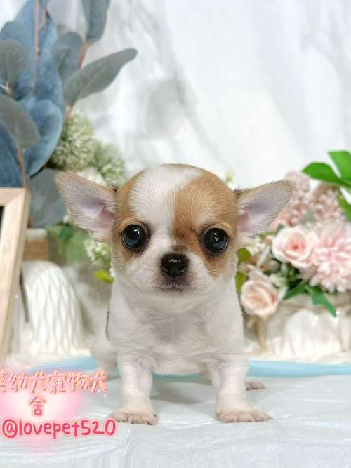 吉娃娃-樂芙幼犬寵物犬舍
