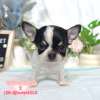 吉娃娃-樂芙幼犬寵物犬舍