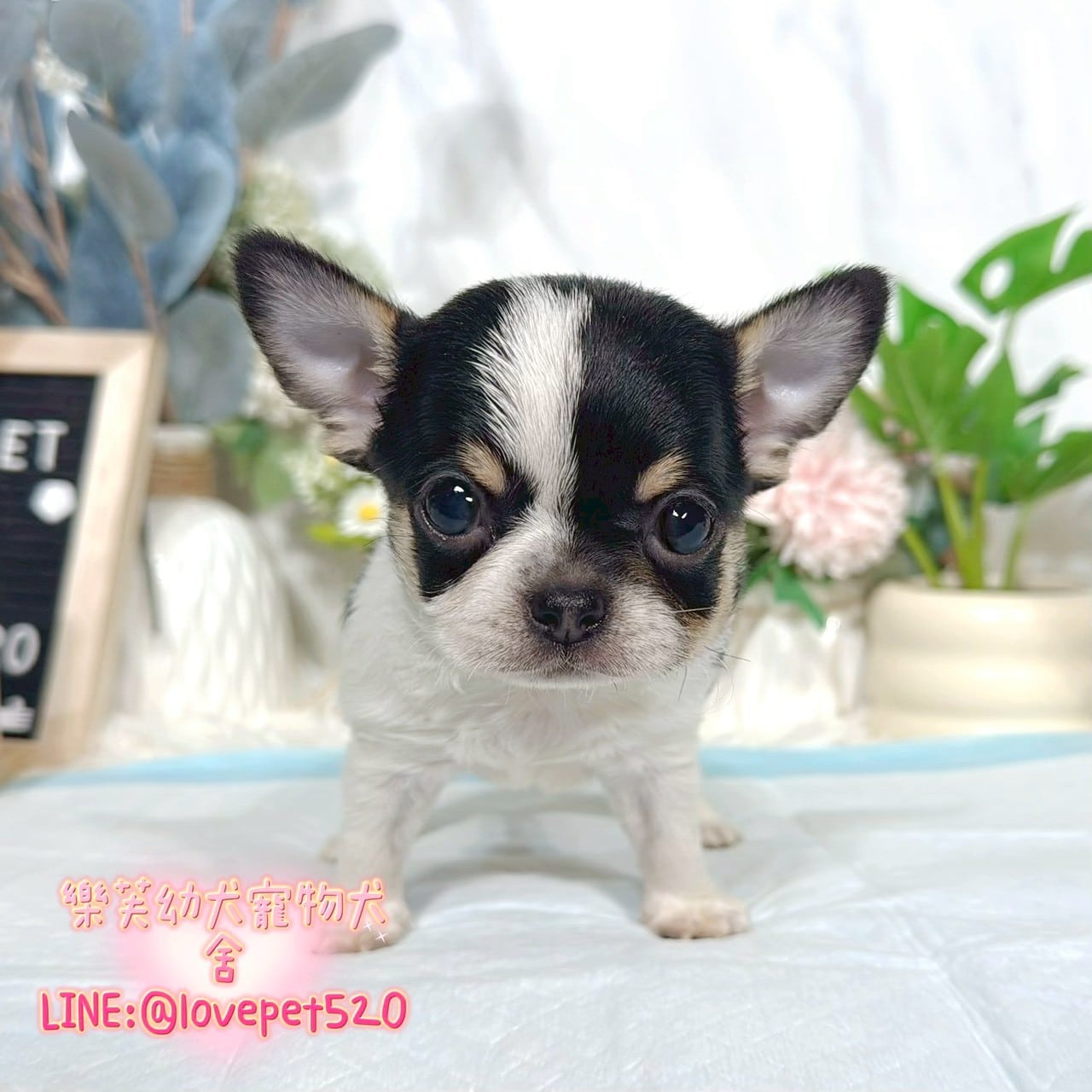 吉娃娃-樂芙幼犬寵物犬舍