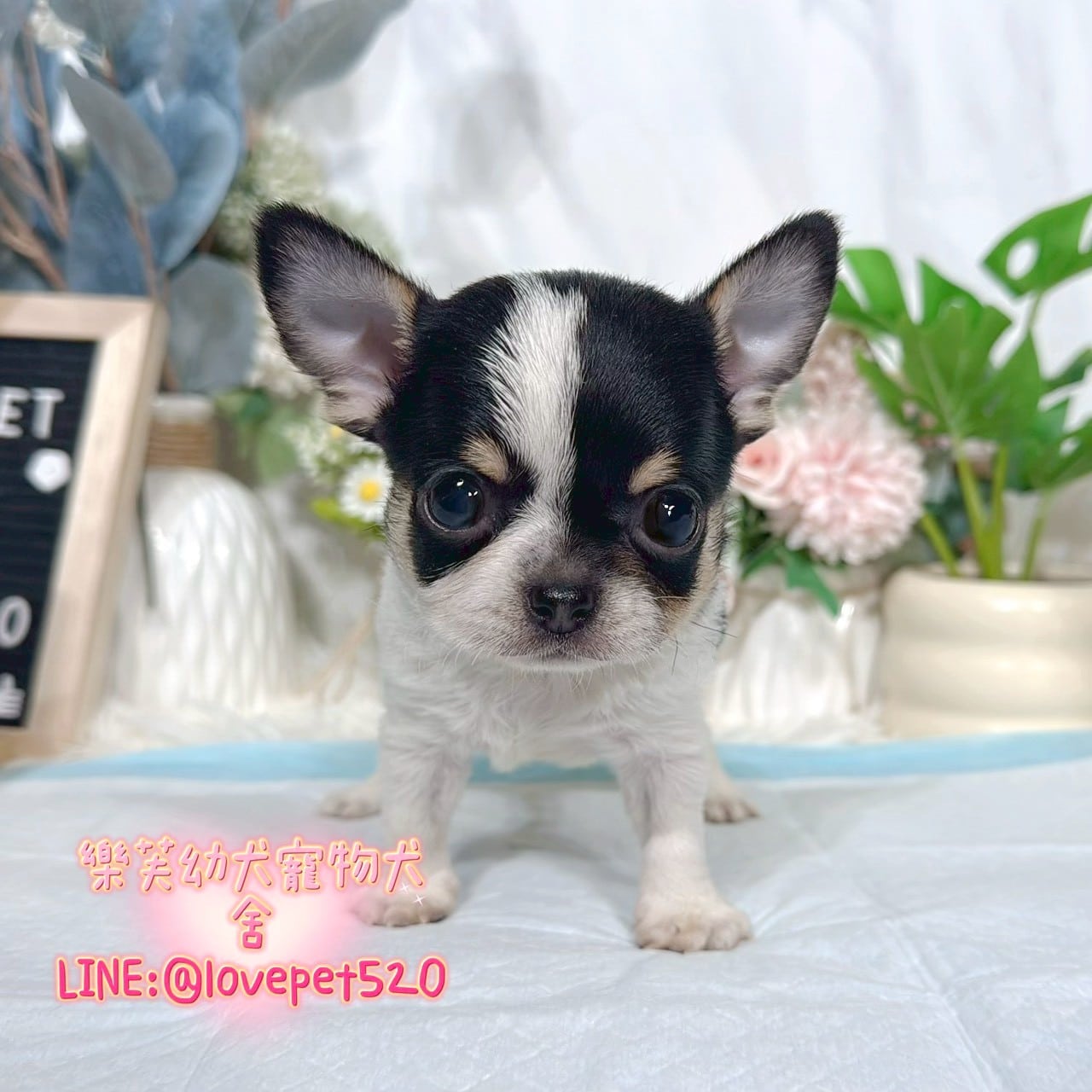 吉娃娃-樂芙幼犬寵物犬舍