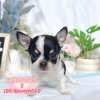 吉娃娃-樂芙幼犬寵物犬舍