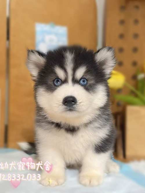 哈士奇-樂芙幼犬寵物犬舍