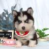 哈士奇-樂芙幼犬寵物犬舍
