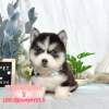哈士奇-樂芙幼犬寵物犬舍