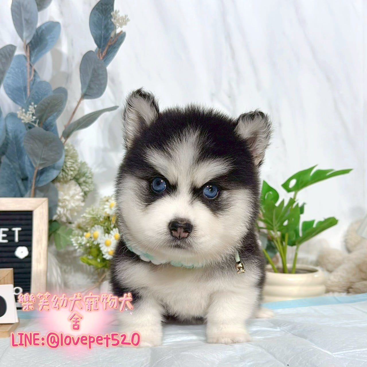 哈士奇-樂芙幼犬寵物犬舍