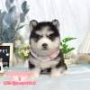 哈士奇-樂芙幼犬寵物犬舍