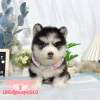 哈士奇-樂芙幼犬寵物犬舍