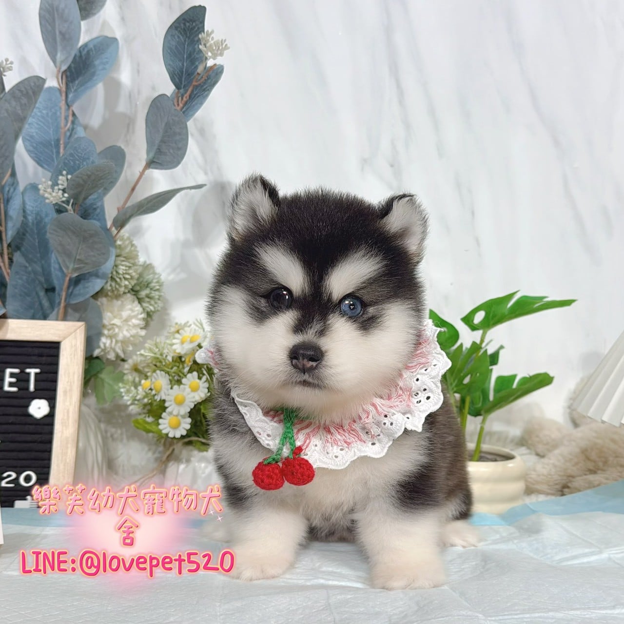 哈士奇-樂芙幼犬寵物犬舍