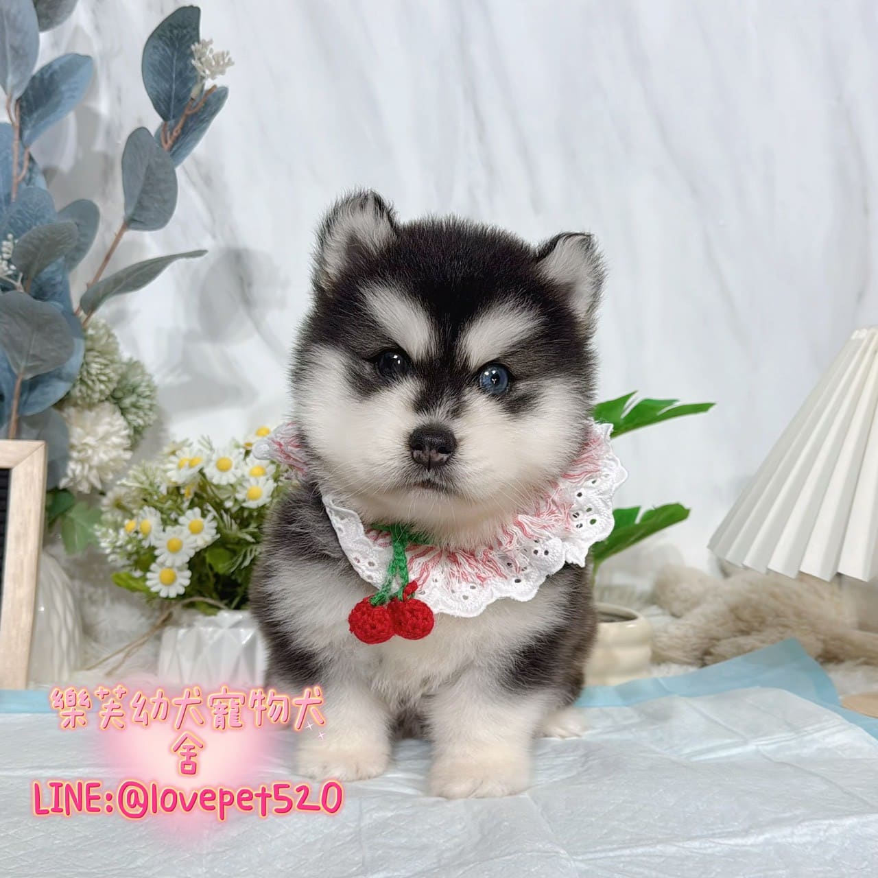 哈士奇-樂芙幼犬寵物犬舍