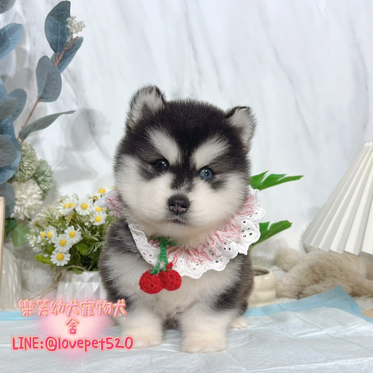 哈士奇-樂芙幼犬寵物犬舍