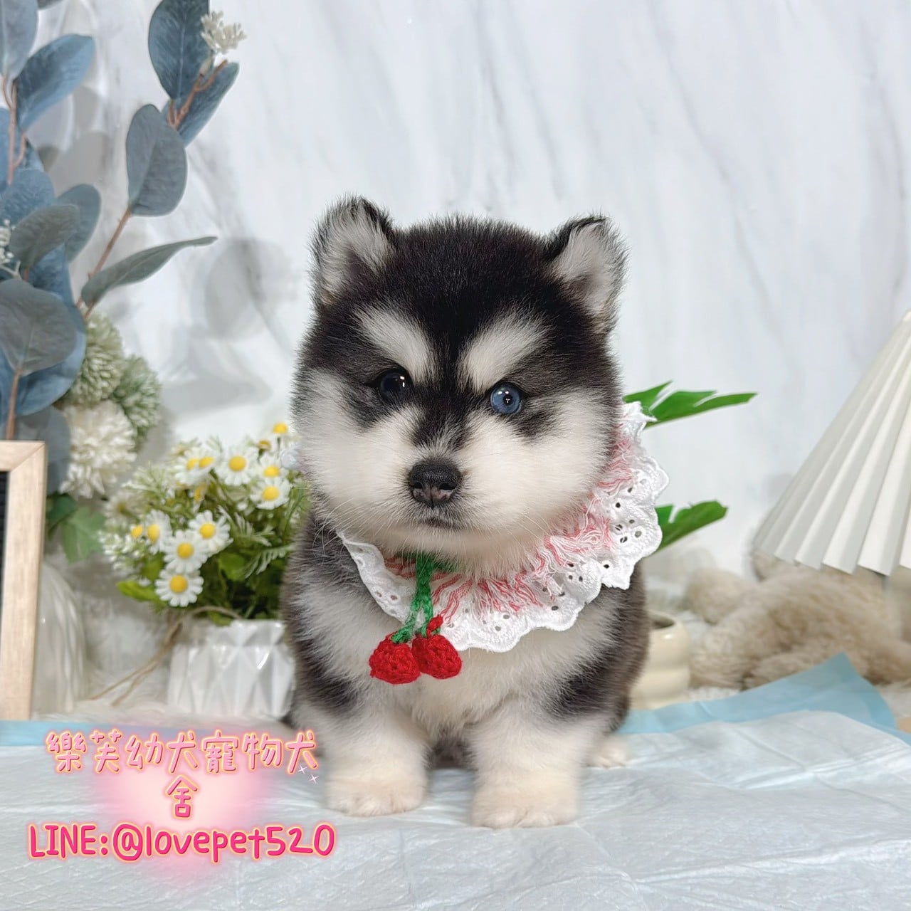 哈士奇-樂芙幼犬寵物犬舍