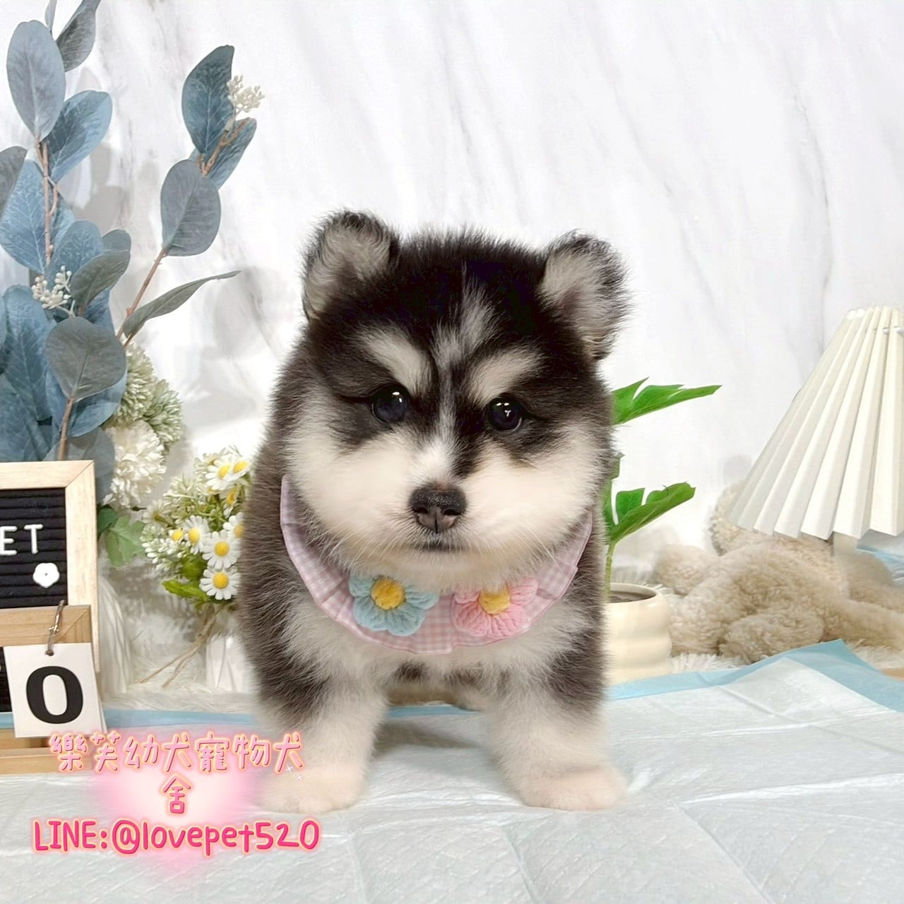 哈士奇-樂芙幼犬寵物犬舍