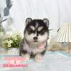 哈士奇-樂芙幼犬寵物犬舍