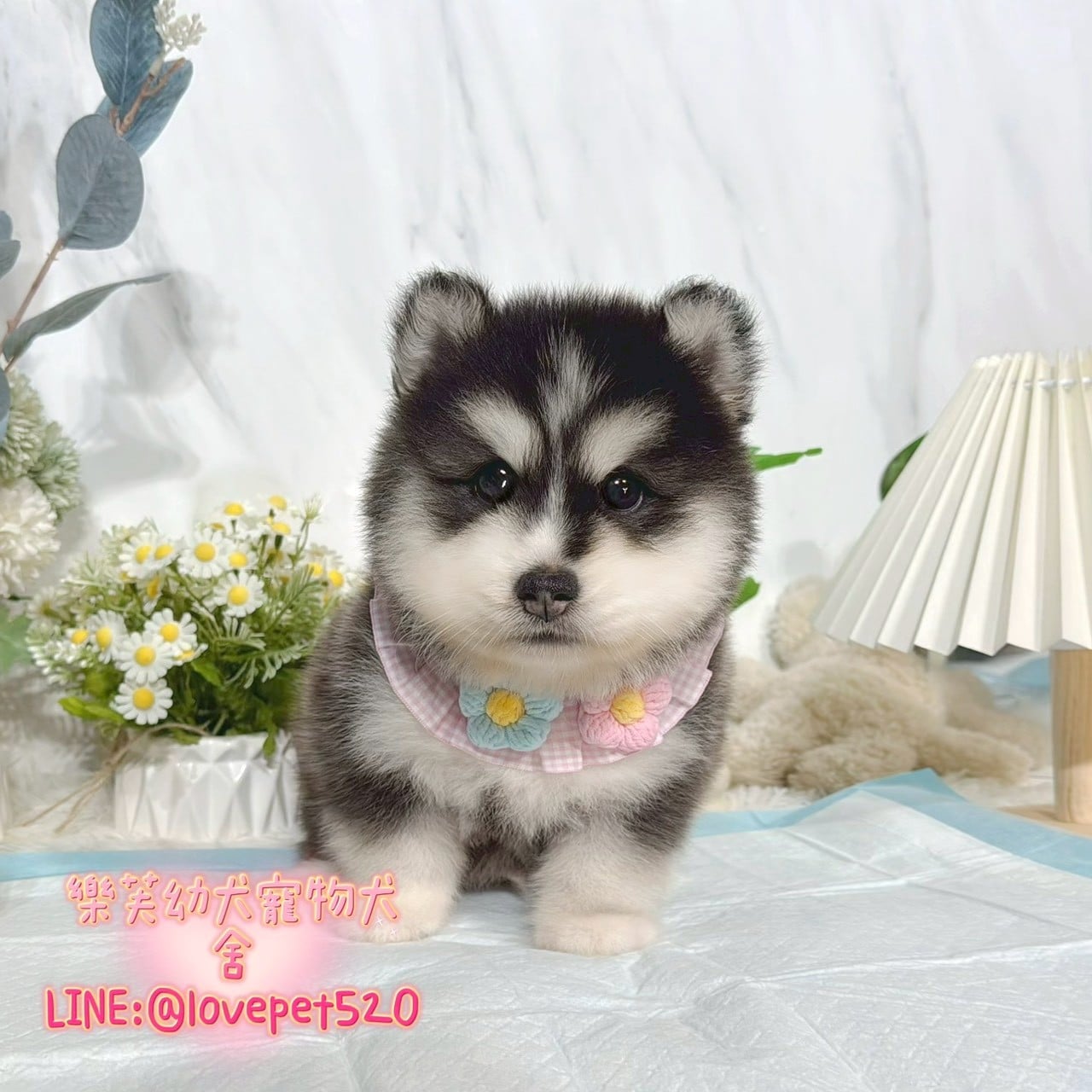哈士奇-樂芙幼犬寵物犬舍