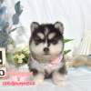 哈士奇-樂芙幼犬寵物犬舍
