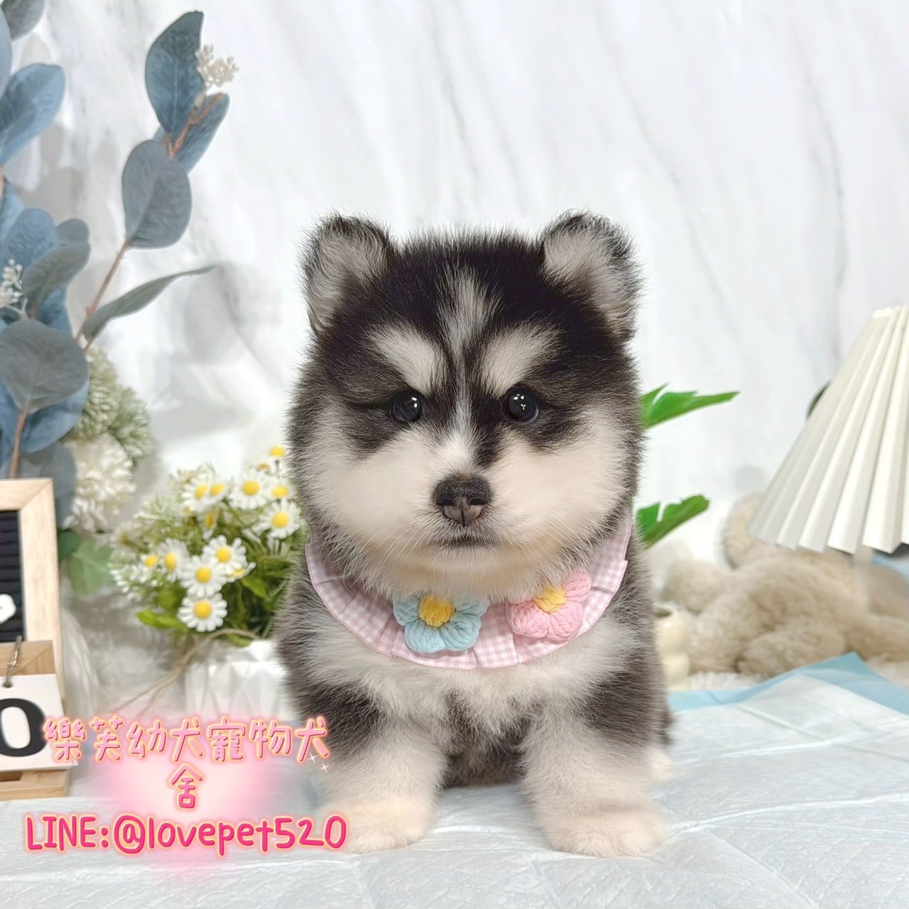 哈士奇-樂芙幼犬寵物犬舍
