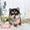哈士奇-樂芙幼犬寵物犬舍