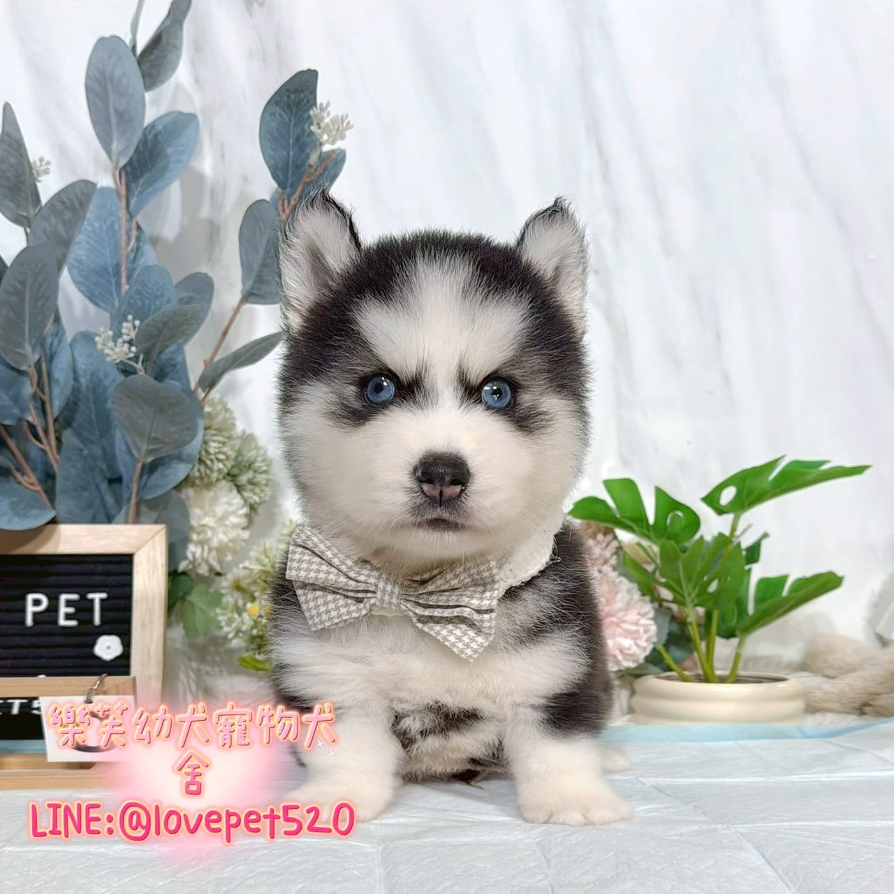 哈士奇-樂芙幼犬寵物犬舍