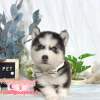 哈士奇-樂芙幼犬寵物犬舍
