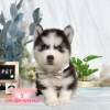 哈士奇-樂芙幼犬寵物犬舍