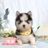 哈士奇-樂芙幼犬寵物犬舍