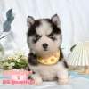 哈士奇-樂芙幼犬寵物犬舍