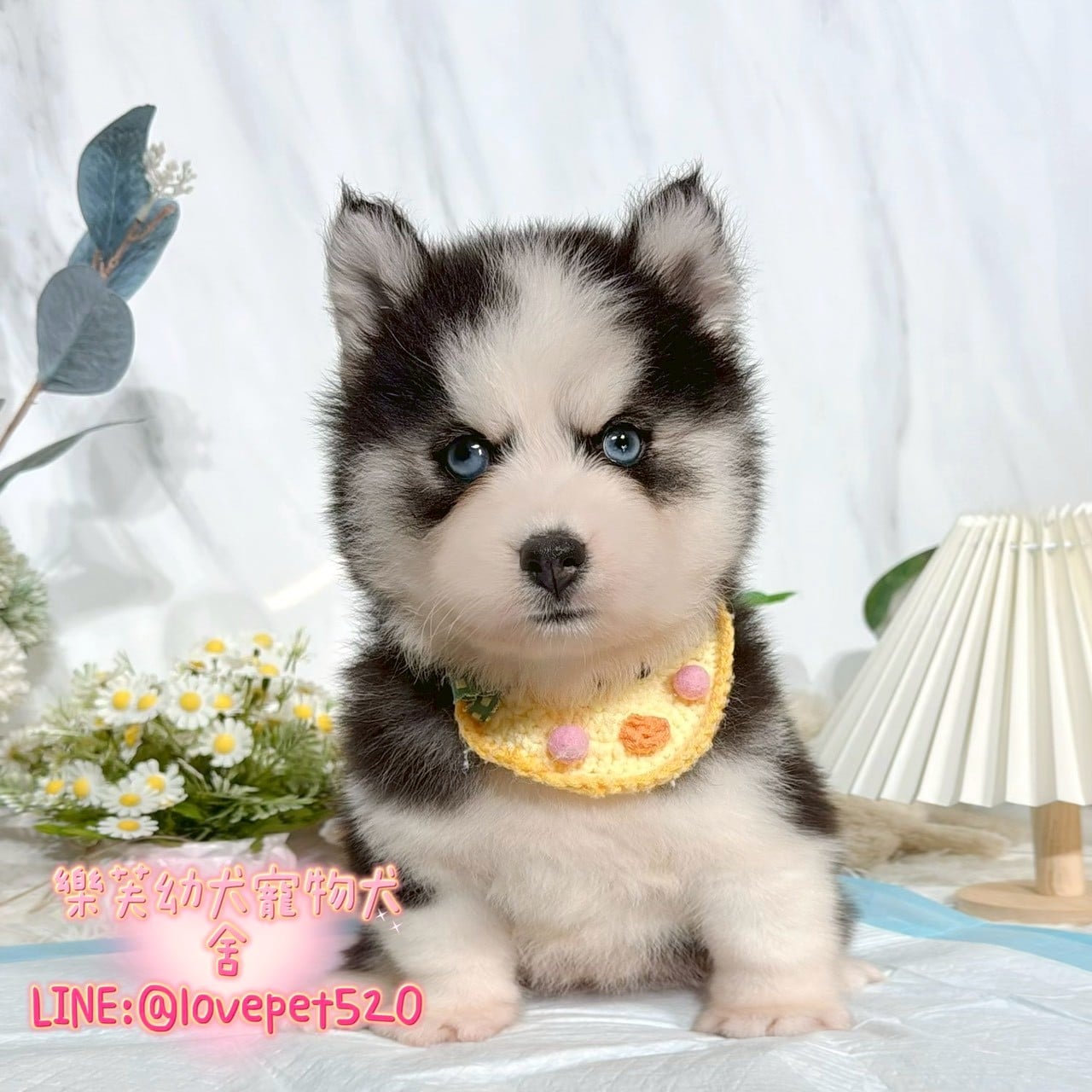 哈士奇-樂芙幼犬寵物犬舍