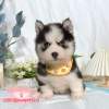 哈士奇-樂芙幼犬寵物犬舍