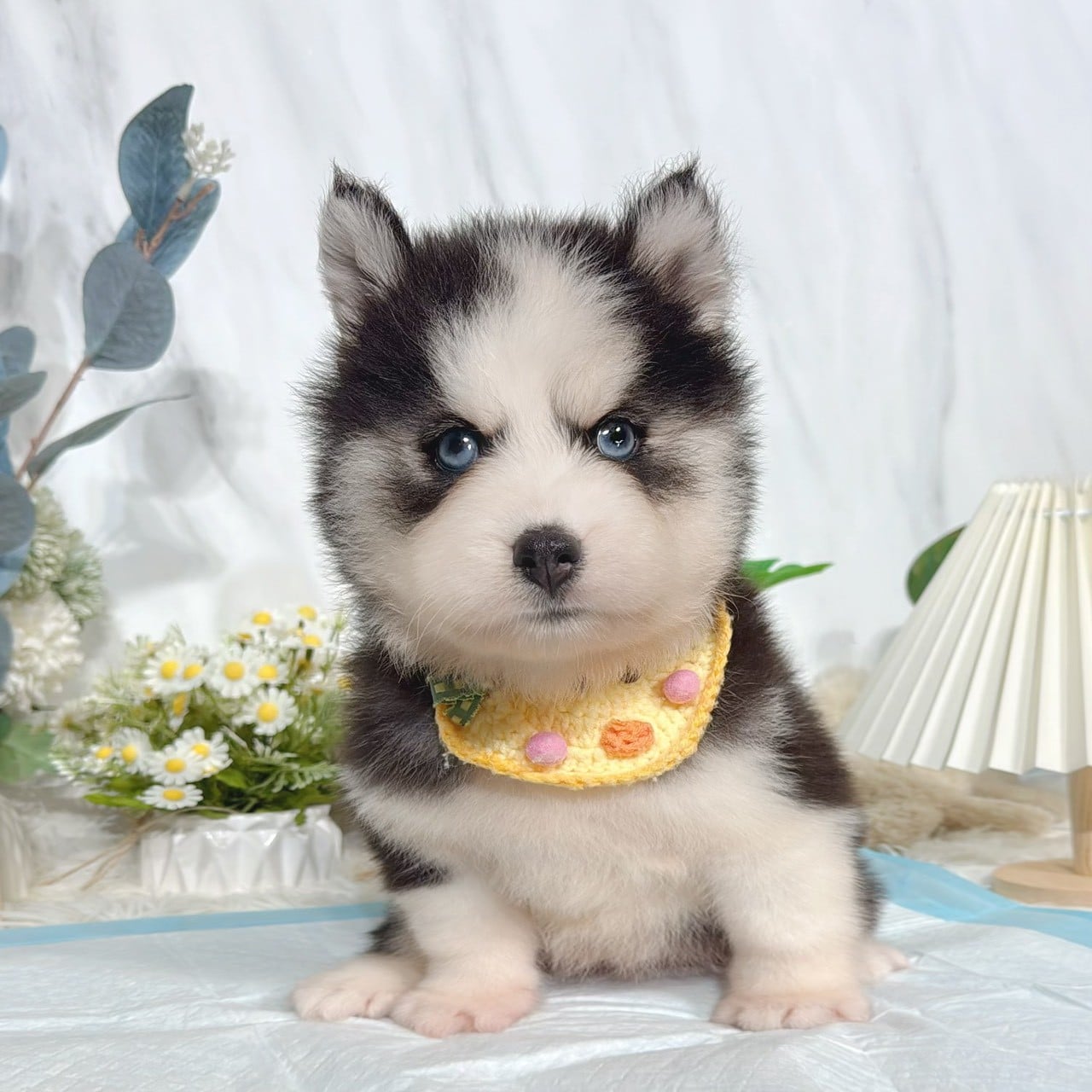 哈士奇-樂芙幼犬寵物犬舍