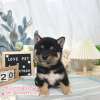 柴犬-樂芙幼犬寵物犬舍