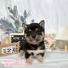 柴犬-樂芙幼犬寵物犬舍