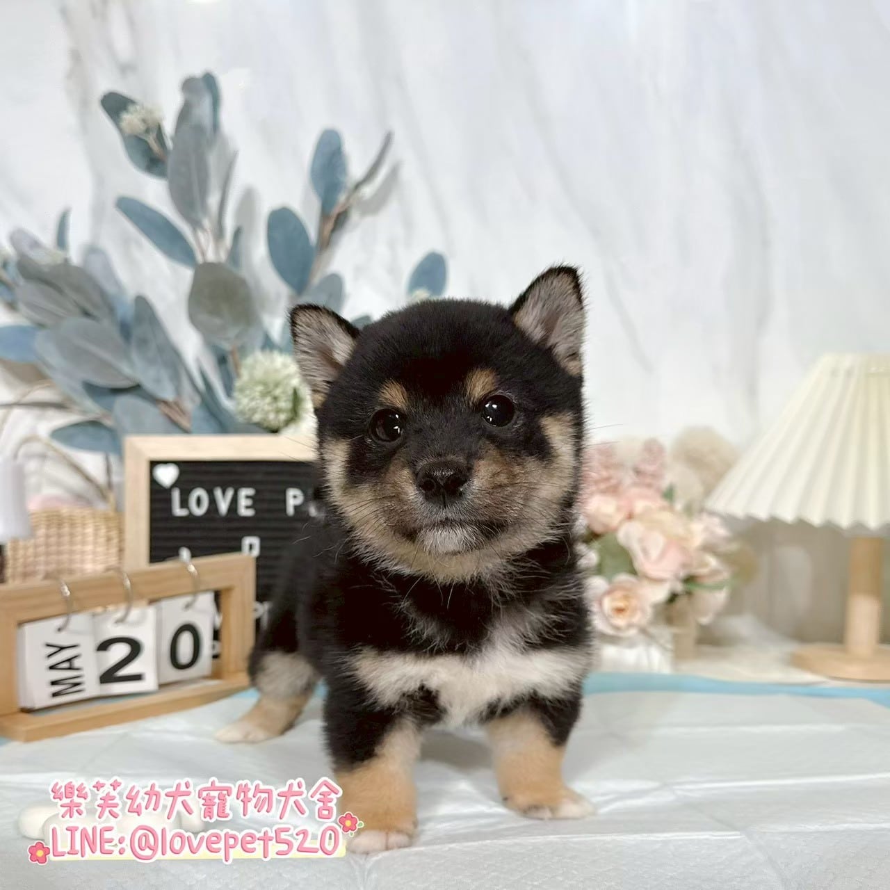 柴犬-樂芙幼犬寵物犬舍