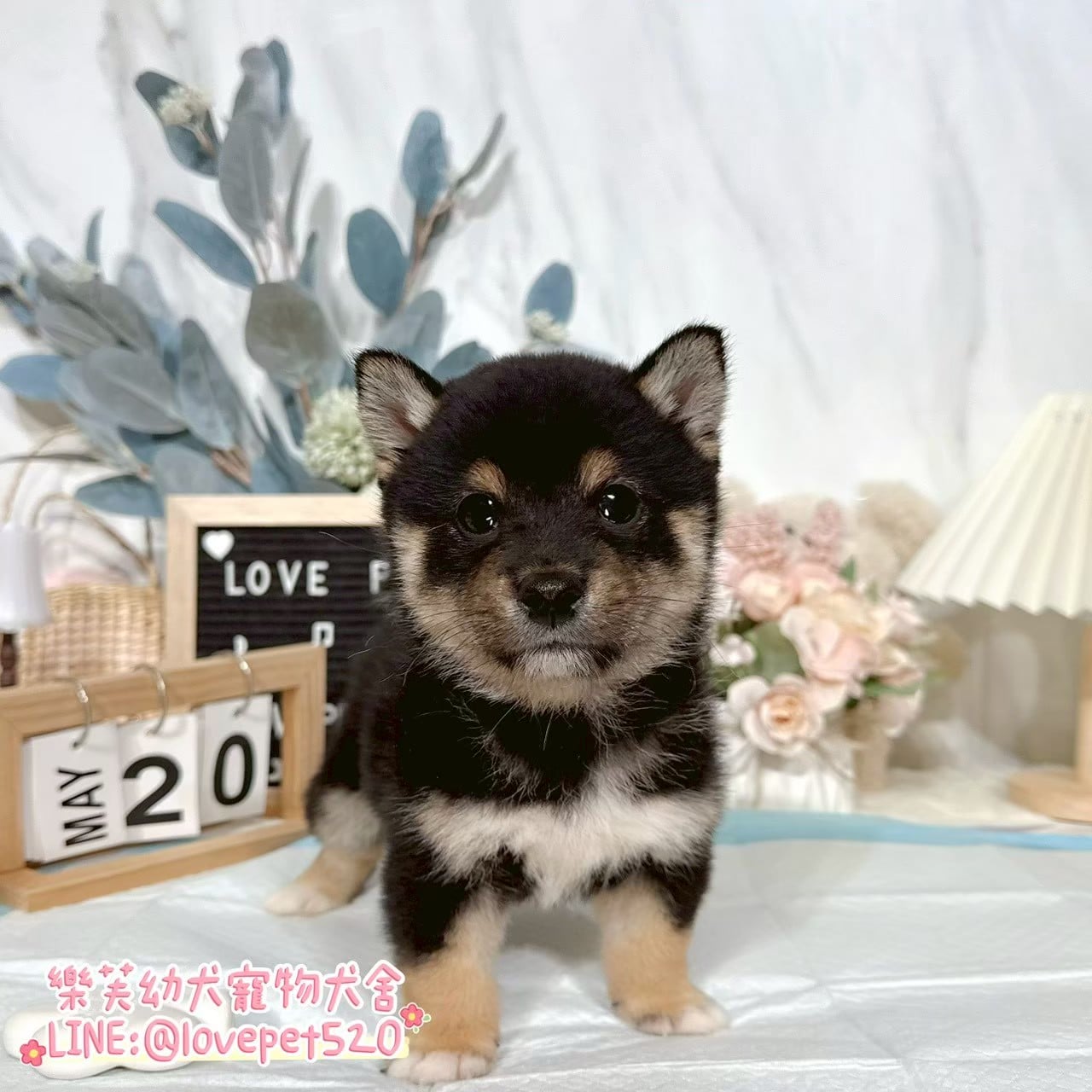 柴犬-樂芙幼犬寵物犬舍