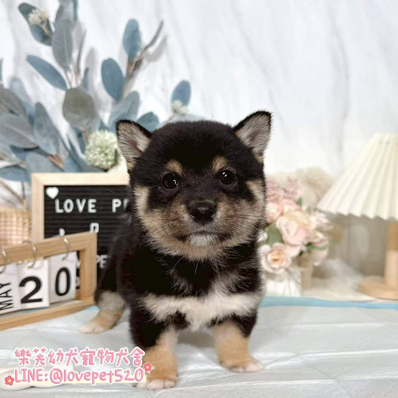 柴犬-樂芙幼犬寵物犬舍